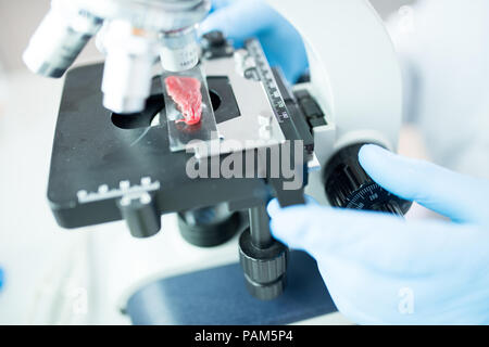 Side view closeup of modern young scientist looking in microscope while doing research on meat in medical laboratory Stock Photo