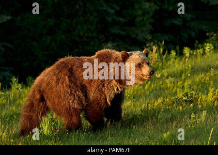 A wild grizzly bear  Ursus arctos; feeding on wildflowers and grass in a sun kissed meadow in rural Alberta Canada. Stock Photo