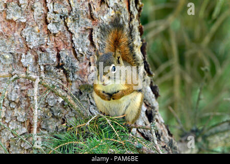 A close up image of a red squirrel 'Tamiasciurus hudsonicus'; sitting on a tree branch Stock Photo