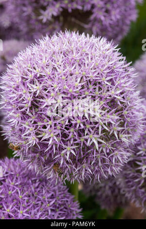 Allium ‘Round and purple’ flowers on a flower show display. UK Stock Photo