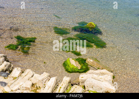Seaweed, Macroalgae, Dorset, United Kingdom Stock Photo
