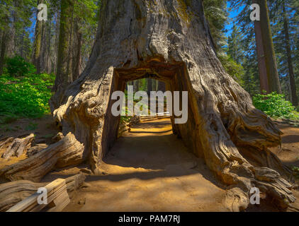 The Tunnel Tree, a Dirt road and hole cut into the trunk of a massive Sequoia on Tuolumne Grove Trail - Yosemite National Park Stock Photo