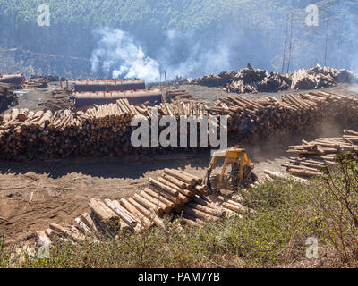 Tree logging in rural Swaziland with heavy machinery, stacked timber and forest in background, Africa. Stock Photo