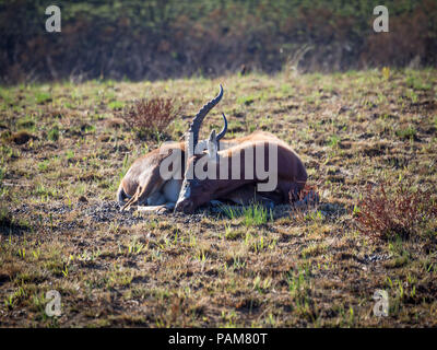 Endangered Blesbok antelope laying down in barren landscape of Malolotja Nature Reserve, Swaziland, Southern Africa. Malolotja Nature Reserve is one o Stock Photo