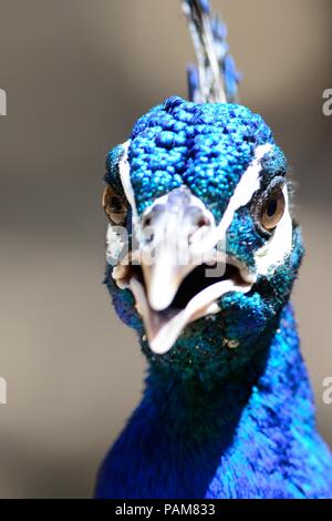 Close uphead shot of a peacock Stock Photo