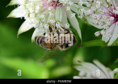 Macro shot of bee pollinating an astrantia flower Stock Photo