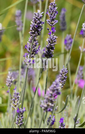 Midsummer flower spikes of the fragrant woolly lavender, Lavandula lanata Stock Photo