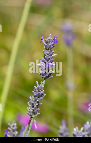 Midsummer flower spikes of the fragrant woolly lavender, Lavandula lanata Stock Photo