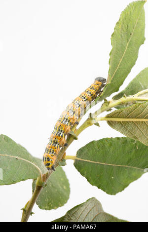 A Buff-Tip moth caterpillar found feeding on sallows on a grassy verge near a supermarket in North Dorset. In large numbers they can defoliate trees.  Stock Photo