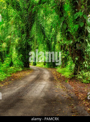 Tree covered dirt road. The Puna Coast, Hawaii. Stock Photo