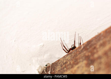 spider atacking a vesp close up against white Stock Photo