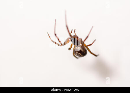 spider atacking a vesp close up against white Stock Photo