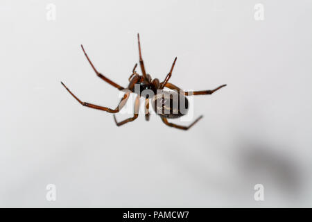 spider atacking a vesp close up against white Stock Photo