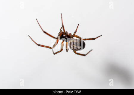 spider atacking a vesp close up against white Stock Photo