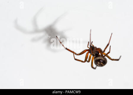 spider atacking a vesp close up against white Stock Photo