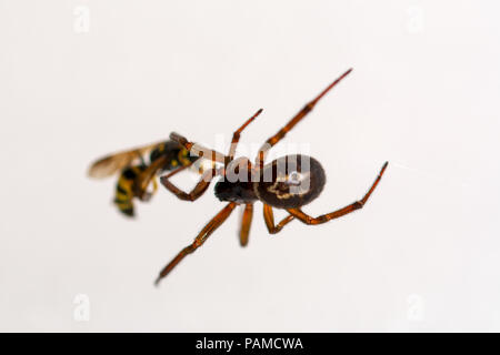 spider atacking a vesp close up against white Stock Photo