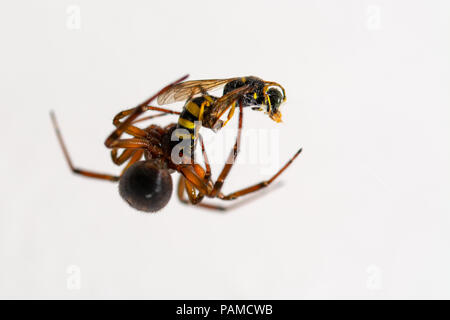 spider atacking a vesp close up against white Stock Photo