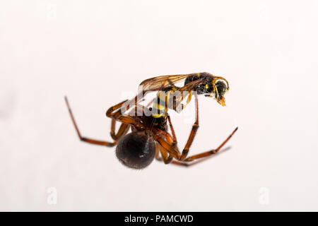 spider atacking a vesp close up against white Stock Photo