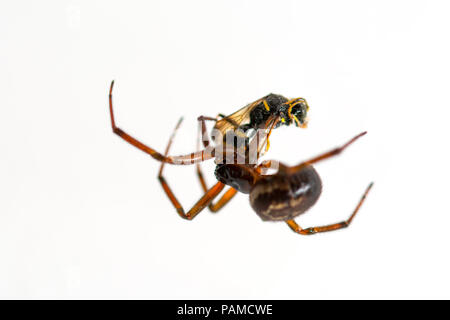 spider atacking a vesp close up against white Stock Photo