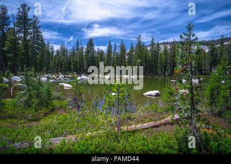 Beautiful green pool landscape in the forest, near May Lake Camp - Tioga Pass, Yosemite National Park Stock Photo