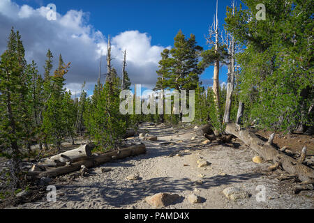 Sunny clearing in the alpine forest along the Cathedral Lakes Trail - Yosemite National Park Stock Photo