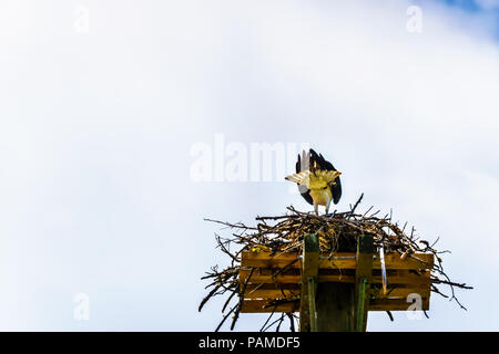 Osprey or Fish Hawk on its nest under blue sky, along the Coldwater Road off the Coquihalla Highway near Merritt, British Columbia, Canada Stock Photo