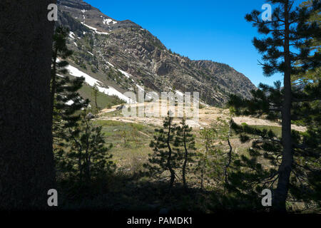 Contrasted forest view with baby pine trees and mountain in distance - Highway 108 Roadside, California Stock Photo