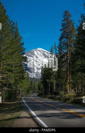 View of snow covered Mammoth Peak from the forest along Tioga Pass Road - Yosemite National Park Stock Photo