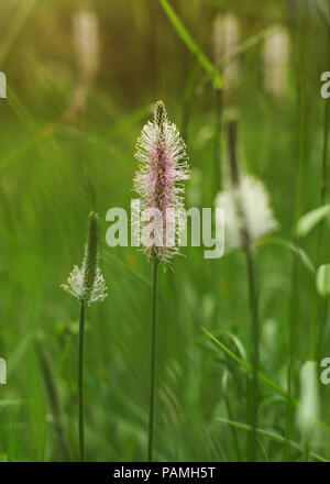 Shallow depth of field photo, only flower of ribwort plantain (lamb's tongue, Plantago lanceolata) in focus, with blurred green bokeh in back. Abstrac