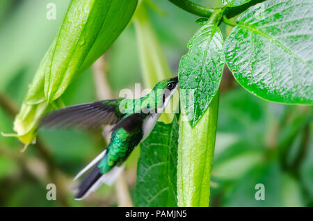 A green hummingbird with blurred, fast-moving wings hovers while extracting nectar from a flower bud in Costa Rica as morning dew clings to nearby fol Stock Photo