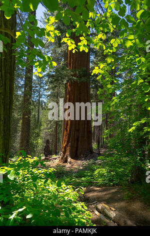 Vibrant green leaves, with view of stately Giant Sequoia Tree Trunk - Tuolumne Grove, Yosemite National Park Stock Photo