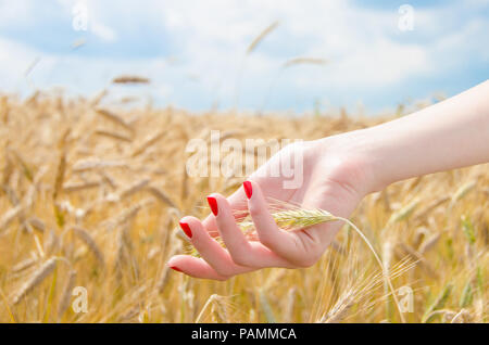 A woman's hand holding wheat on a field with a blue sky and a golden glow Stock Photo