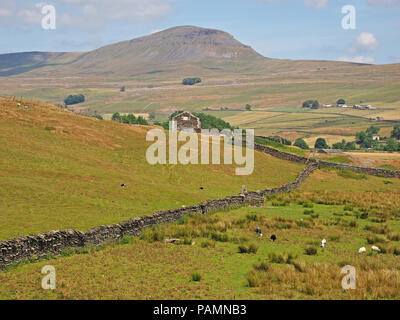 View of Pen-y-ghent or Penyghent hill the smallest of the Yorkshire 3 peaks, seen from Swarth Moor, Helwith Bridge, North Yorkshire England UK Stock Photo