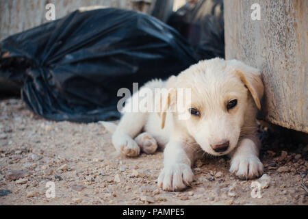 a sick puppy struggles to stay awake in a rubbish dumpster in the ...