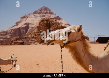 camels in the desert in summer sun in Wadi Rum, Jordan Stock Photo