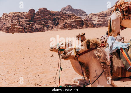 camels in the desert in summer sun in Wadi Rum, Jordan Stock Photo