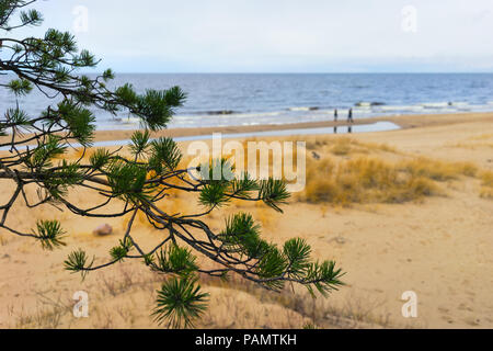 Couple walking on the yellow sand beach with green pine branches in early spring Baltic Sea Stock Photo