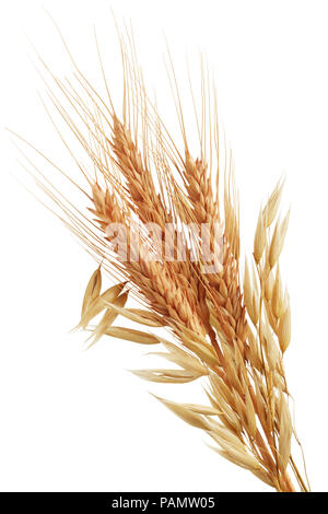 Oat plants and wheat ears Stock Photo - Alamy