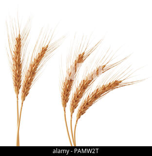 group of wheat ears isolated on white Stock Photo