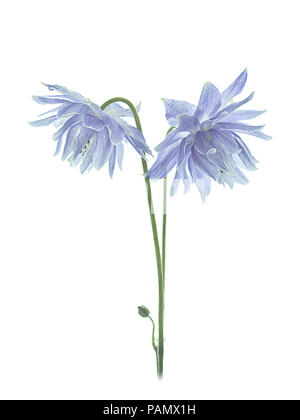Clematis white columbine Stock Photo - Alamy