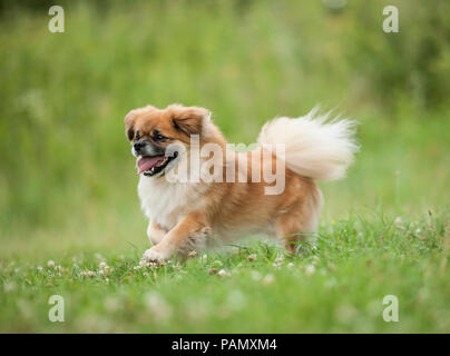 Tibetan Spaniel. Adult dog running on a meadow. Germany Stock Photo