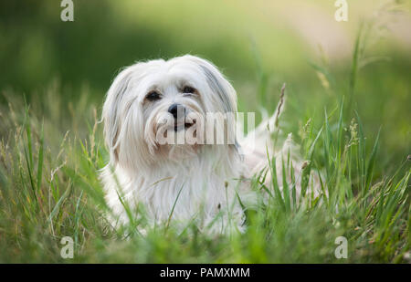 Havanese. Adult dog lying on a meadow. Germany Stock Photo