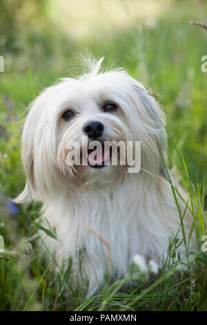 Havanese. Adult dog sitting on a meadow. Germany Stock Photo