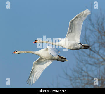 Mute Swan (Cygnus olor), pair in flight. Germany Stock Photo