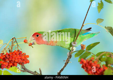 Rosy-faced Lovebird (Agapornis roseicollis). Adult bird perched on twig while eating Rowan berries. Germany. Stock Photo
