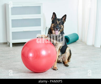 Physical therapy: German Shepherd, Alsatian sitting next to exercise ball. Germany. Stock Photo
