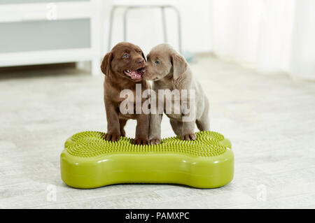 Physical therapy: Labrador Retriever puppies standing on a balance board, a tool used for coordination exercise. Germany Stock Photo