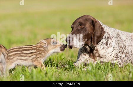 Animal friendship: Wild Boar and domestic dog. Shoat and adult German Shorthaired Pointer smooching on a meadow. Germany Stock Photo