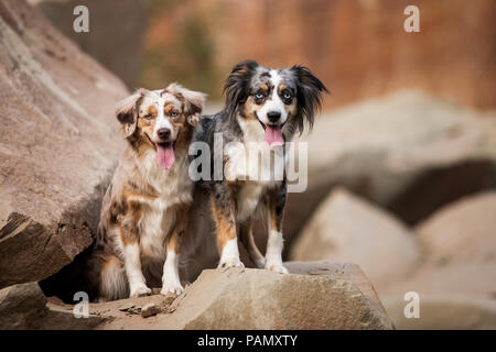 Australian Shepherd and Miniature Australian Shepherd. Two adult dogs ...