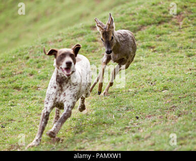 Adult German Shorthaired Pointer being chased by Roe Deer buck. Germany Stock Photo